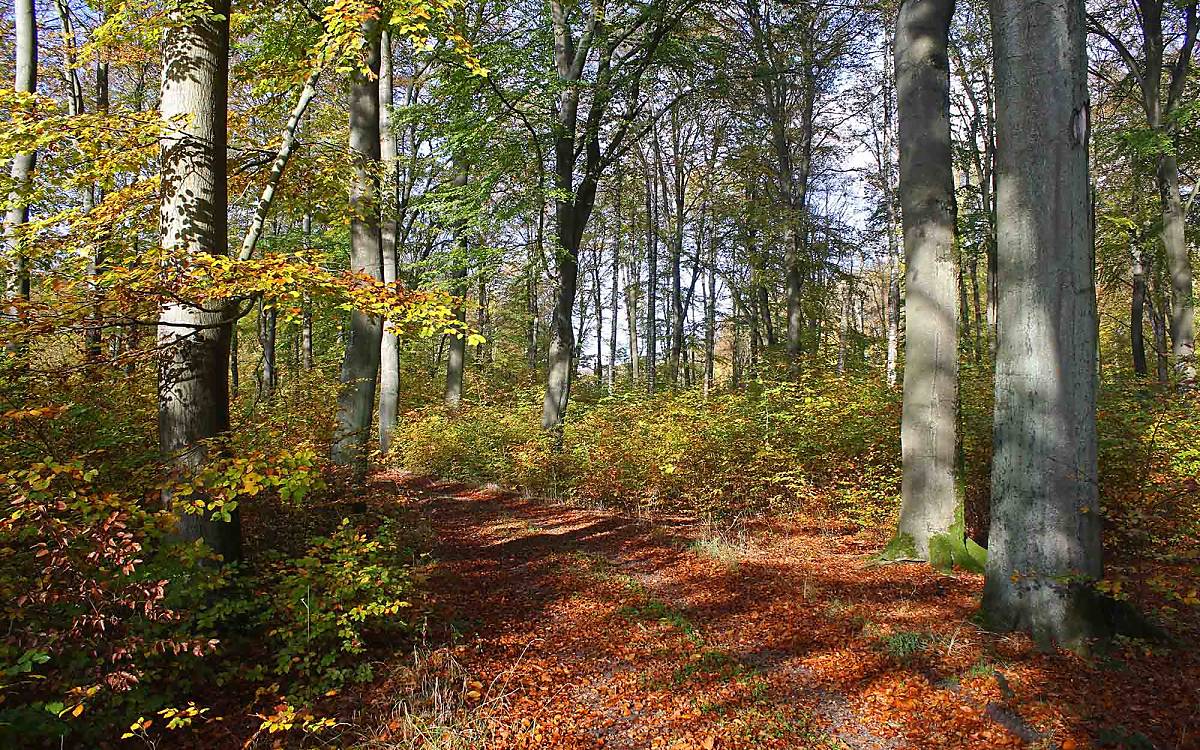 Die Laubwälder auf Gut Klepelshagen sind im Herbst eine Augenweide.