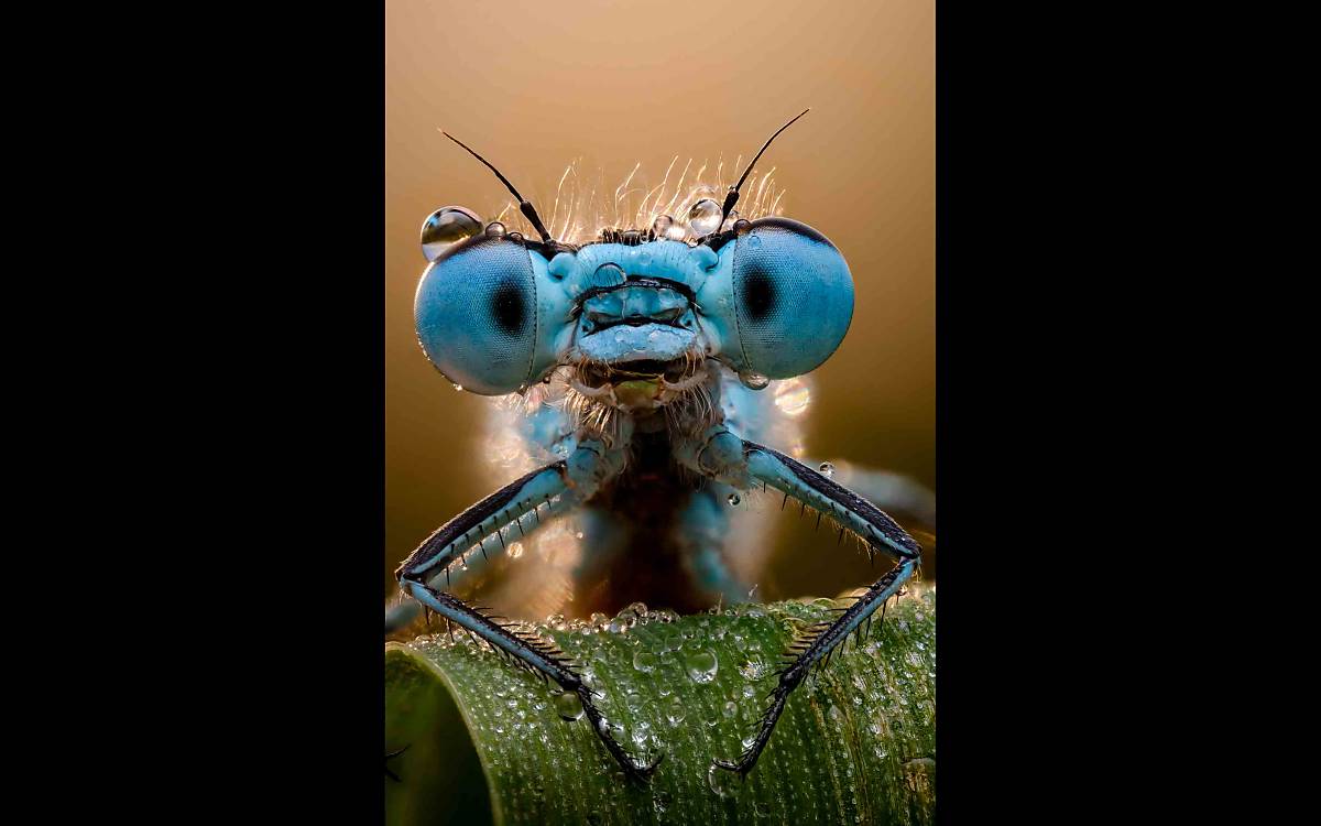 Kopf einer Libelle