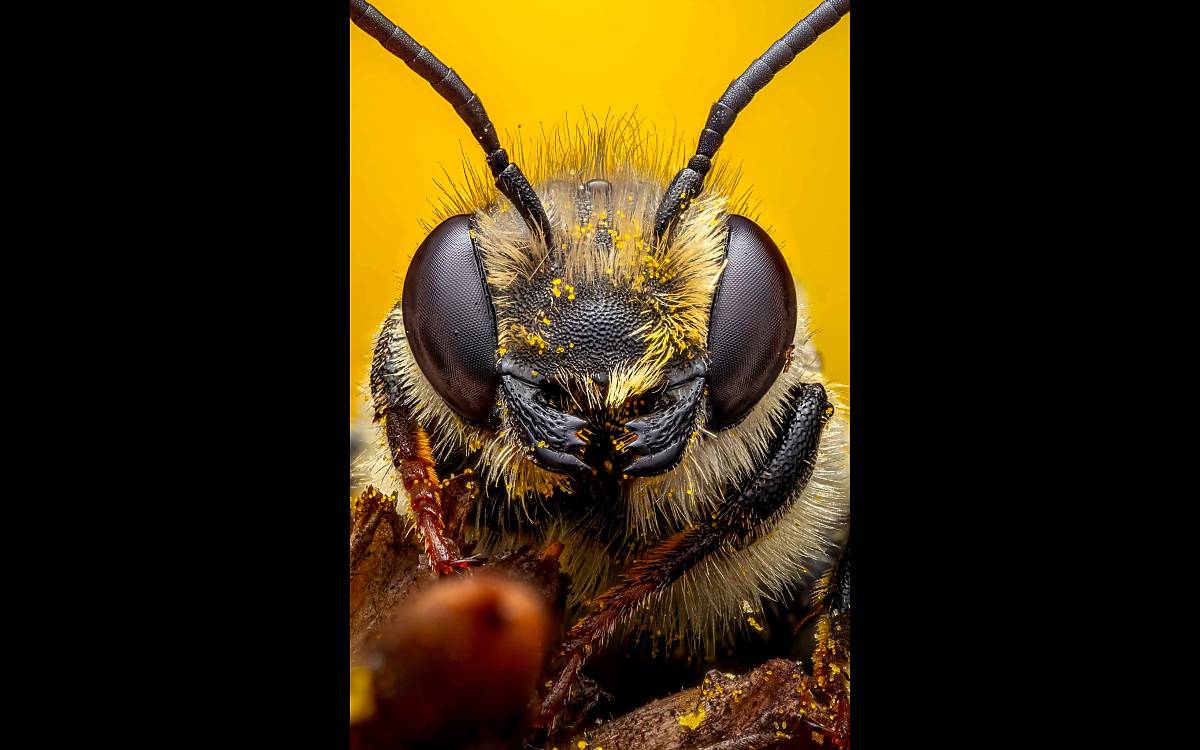 Wildbiene mit Pollen im Pelz