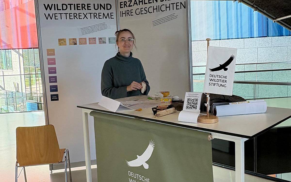 Was bedeuten Wetterextreme für Wildtiere? Dazu kam Freya Simonsohn aus unserem Artenschutz-Team mit den Gästen des ExtremWetterKongresses ins Gespräch.