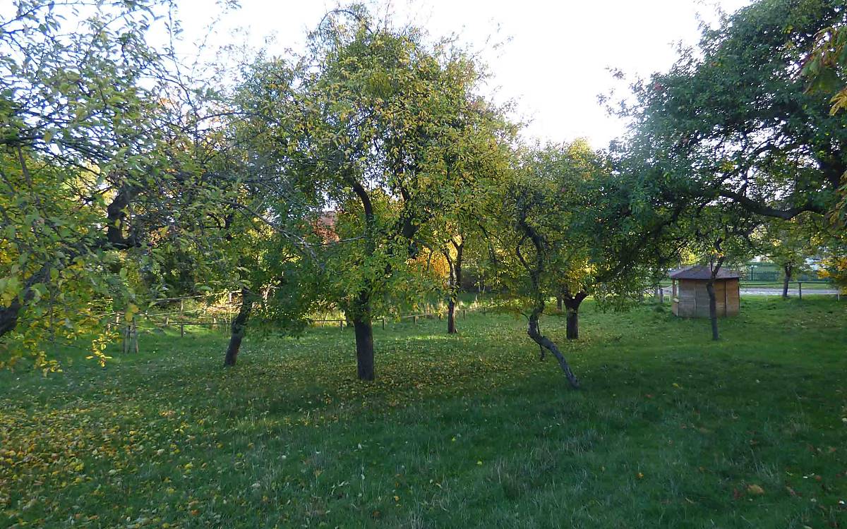 Streuobstwiesen mit alten Apfelsorten