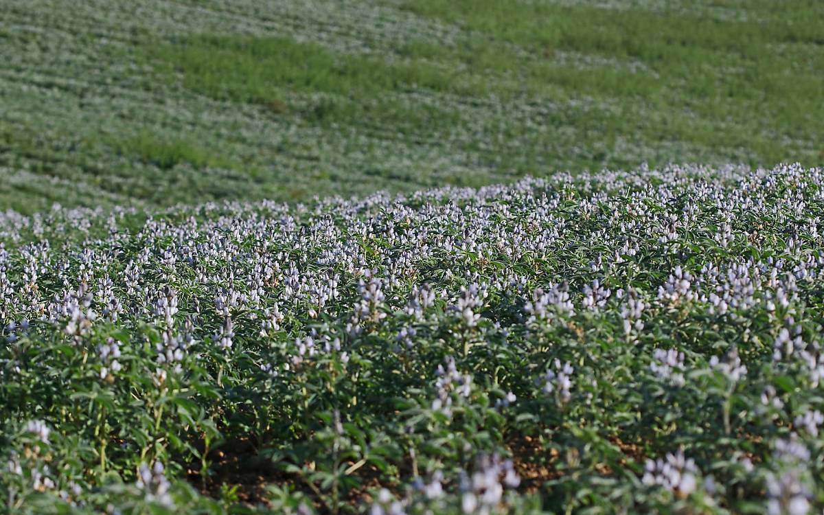 lupinen