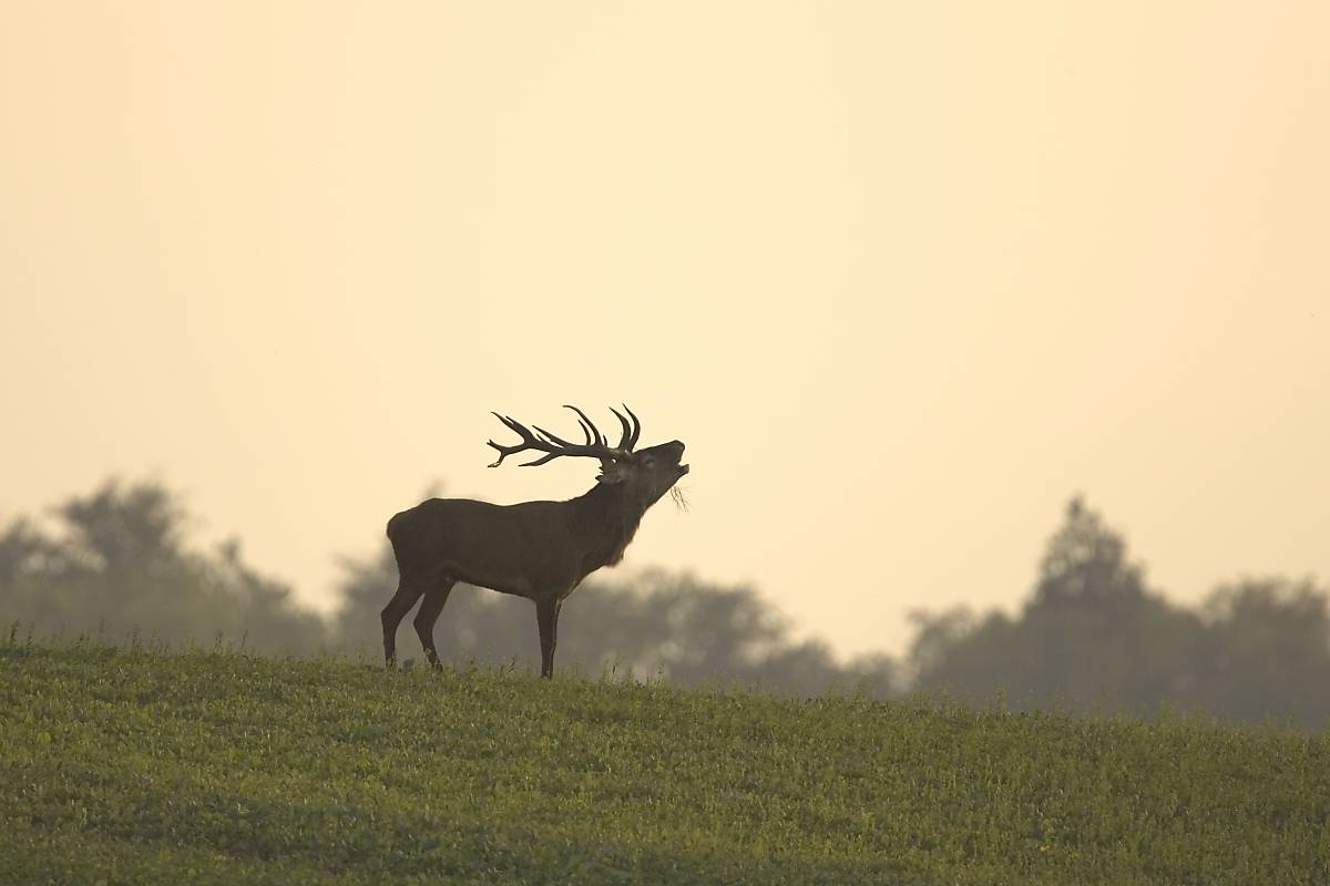 Rothirsch (Cervus elaphus)