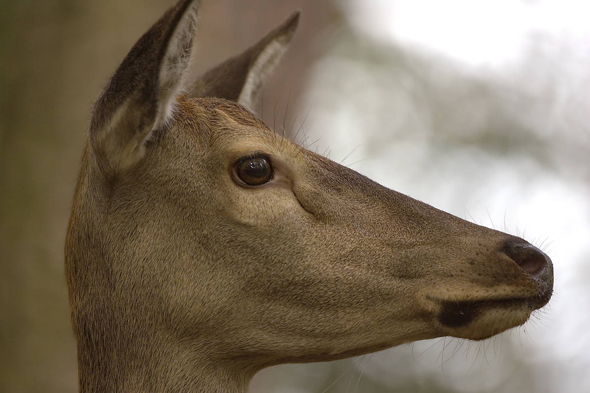 Rothirsch (Cervus elaphus)