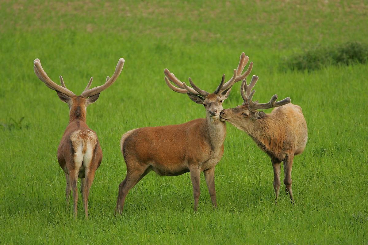 Rothirsch (Cervus elaphus)