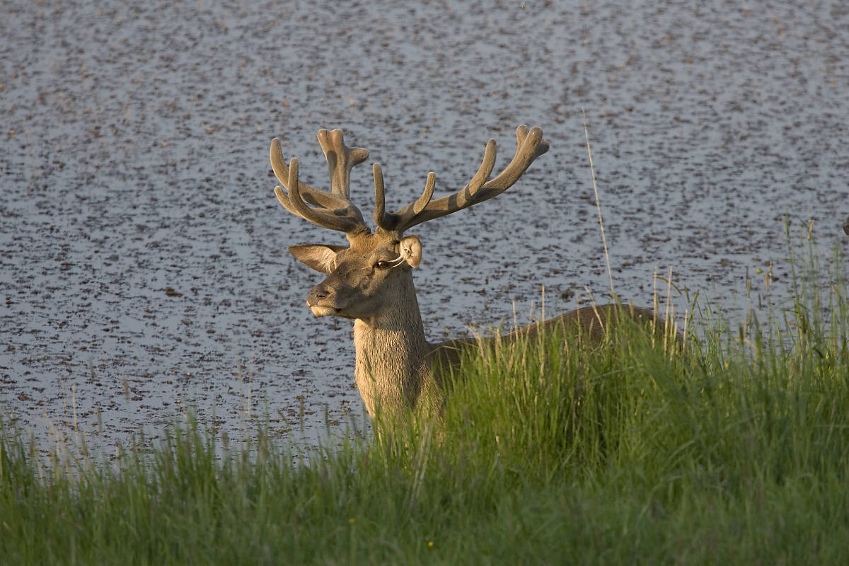 Rothirsch (Cervus elaphus)