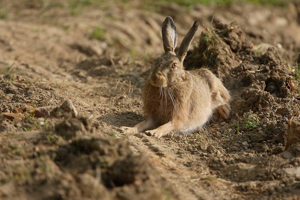 Feldhase (Lepus europaeus)