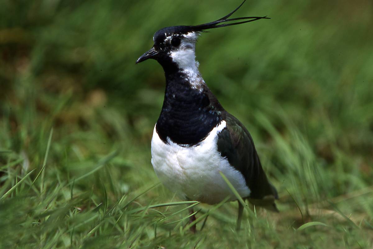 Kiebitz (Vanellus vanellus)