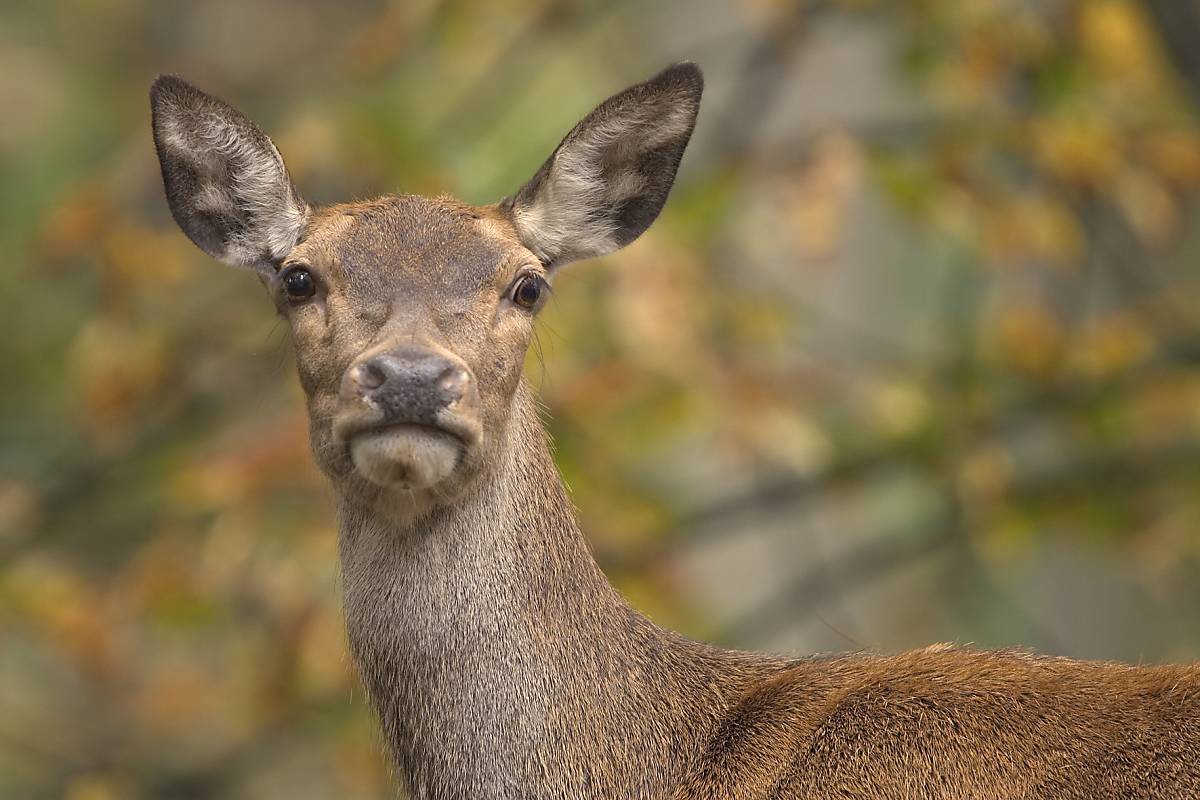 Hirschkuh (Cervus Elaphus)