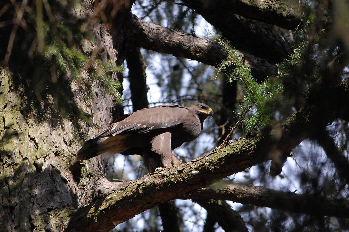 Schreiadler (Clanga pomarina)