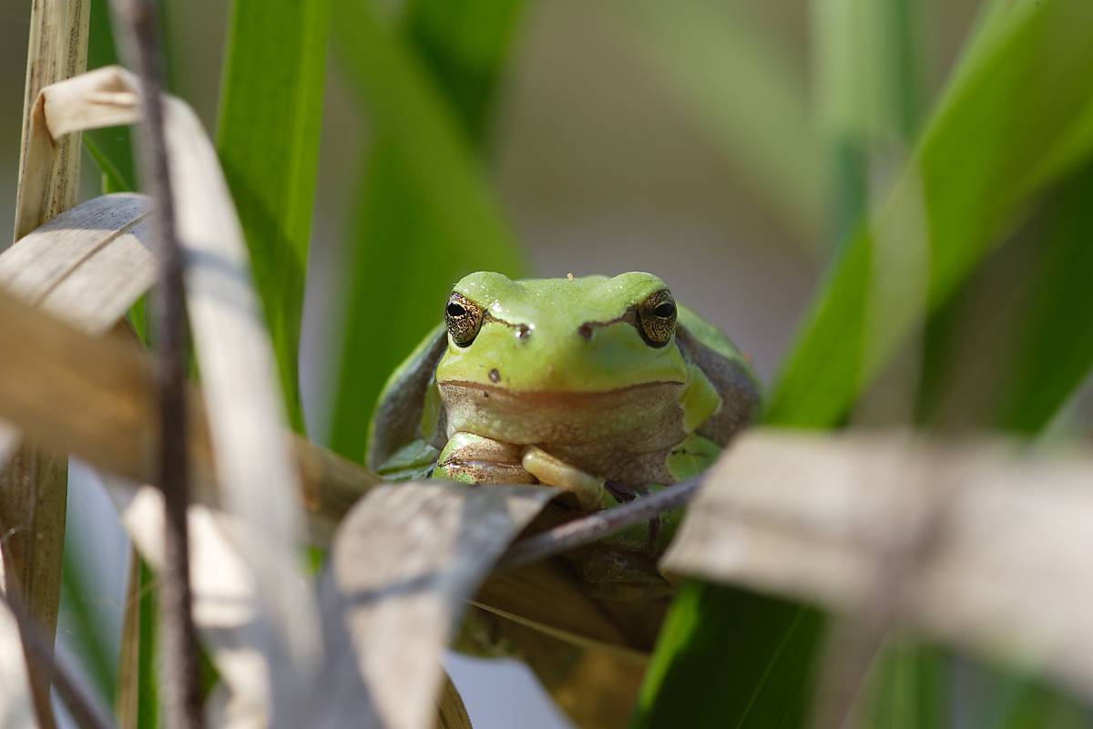 Laubfrosch