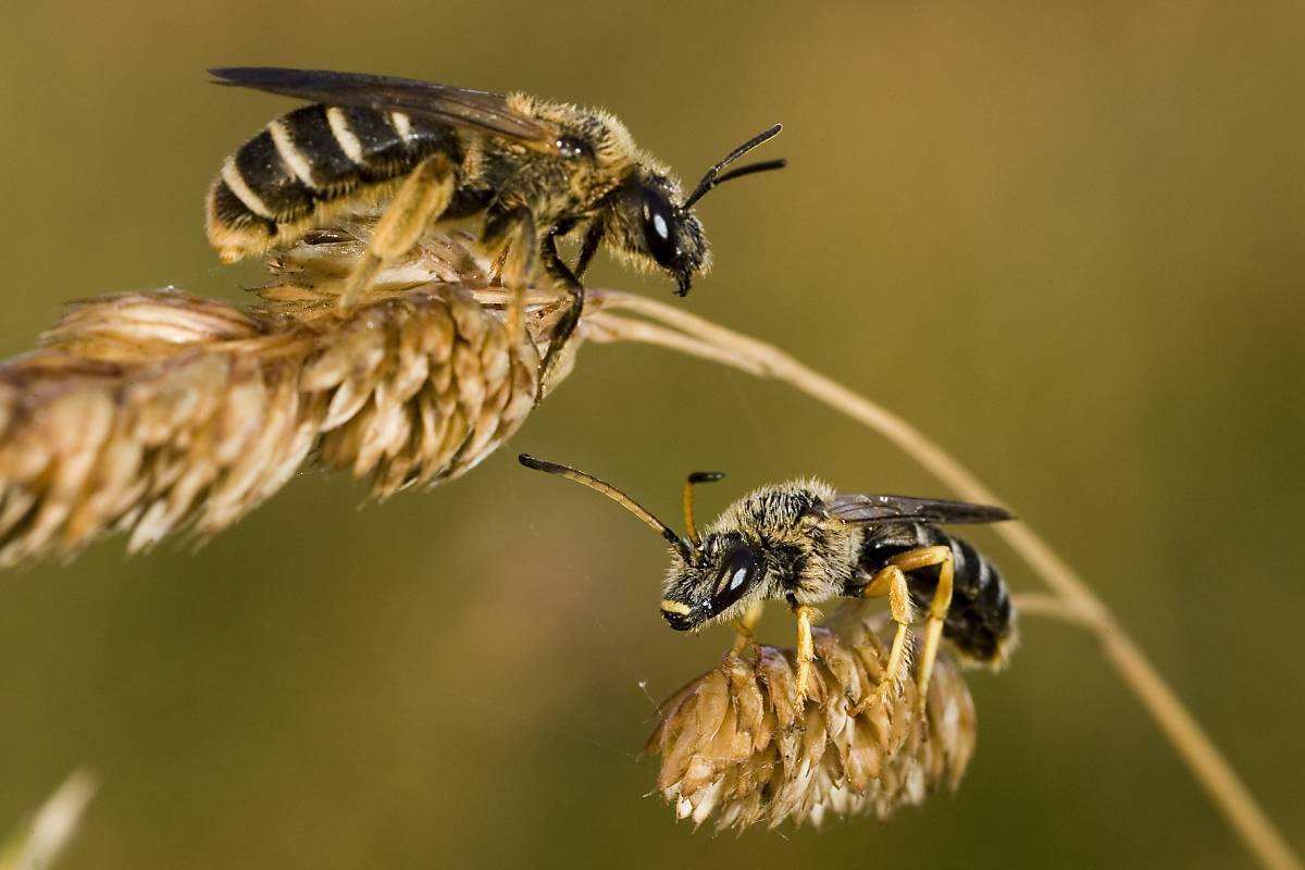 Wildbienen