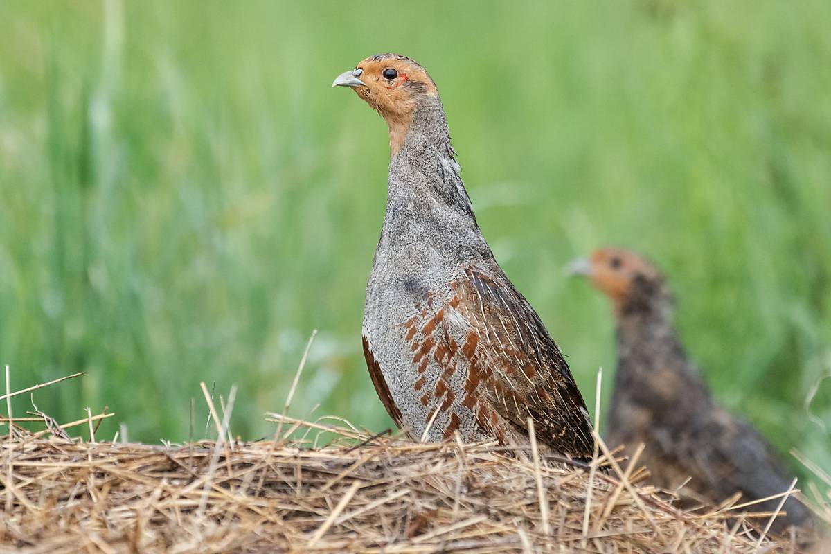 Rebhuhn (Perdix perdix)
