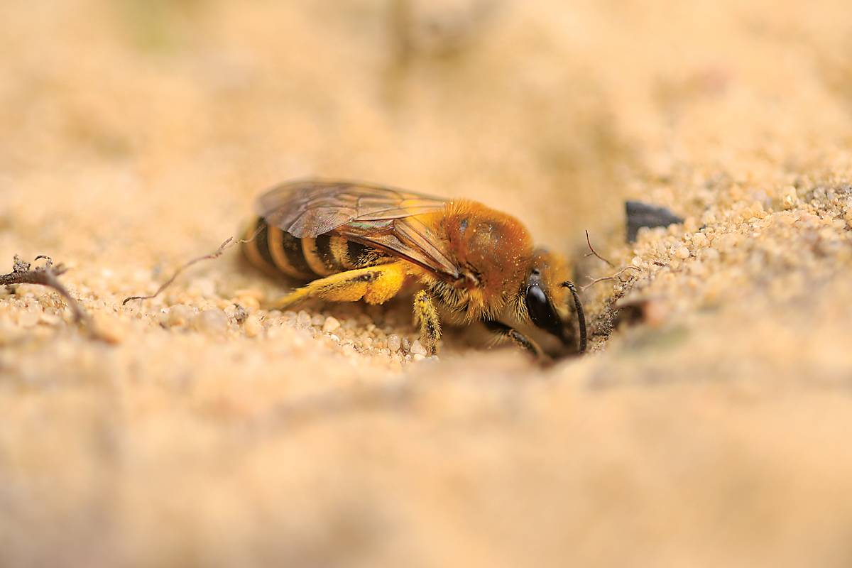 Wildbiene Efeu-Seidenbiene