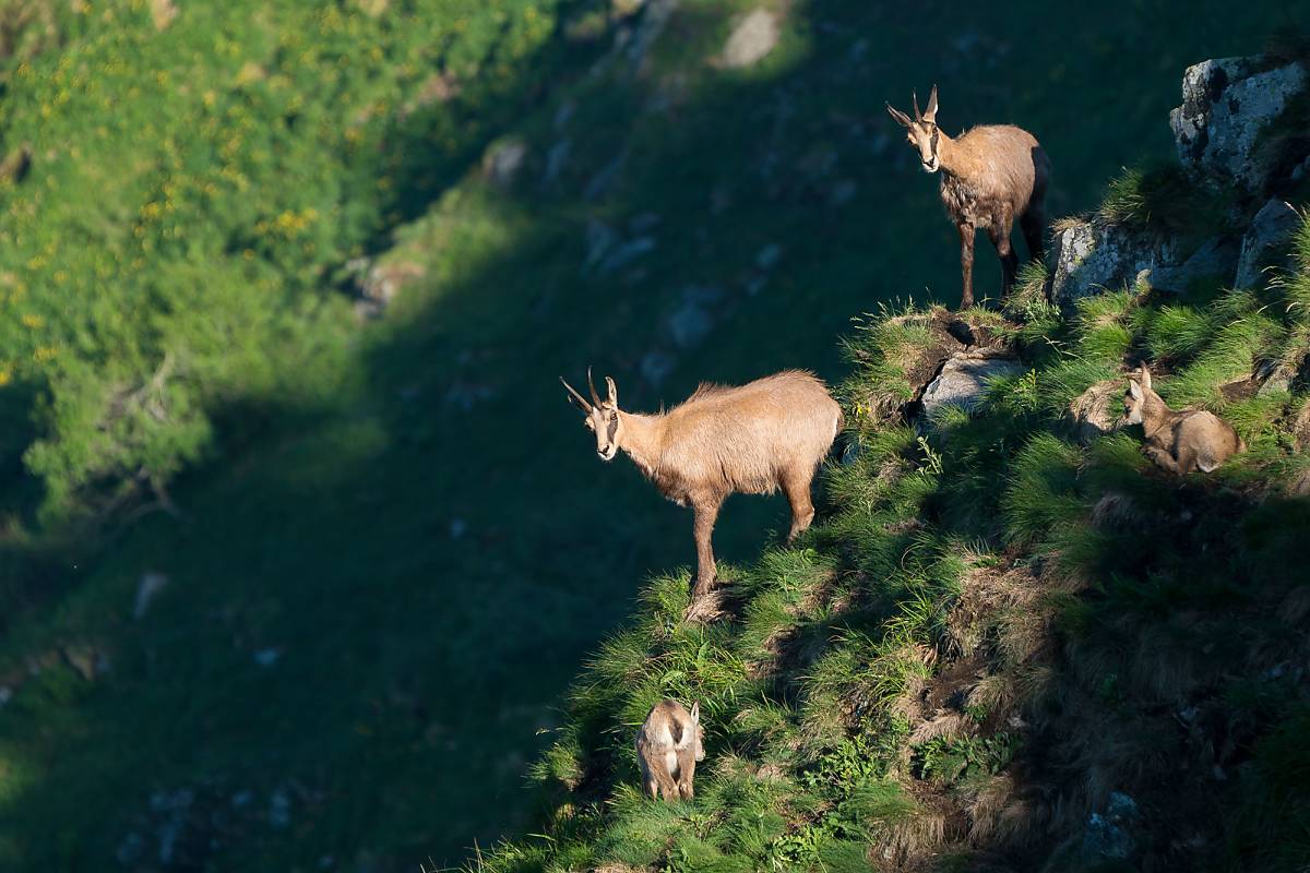 Gämsen und ihre Kitze