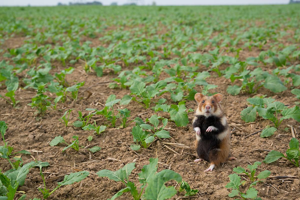 Feldhamster auf dem Acker