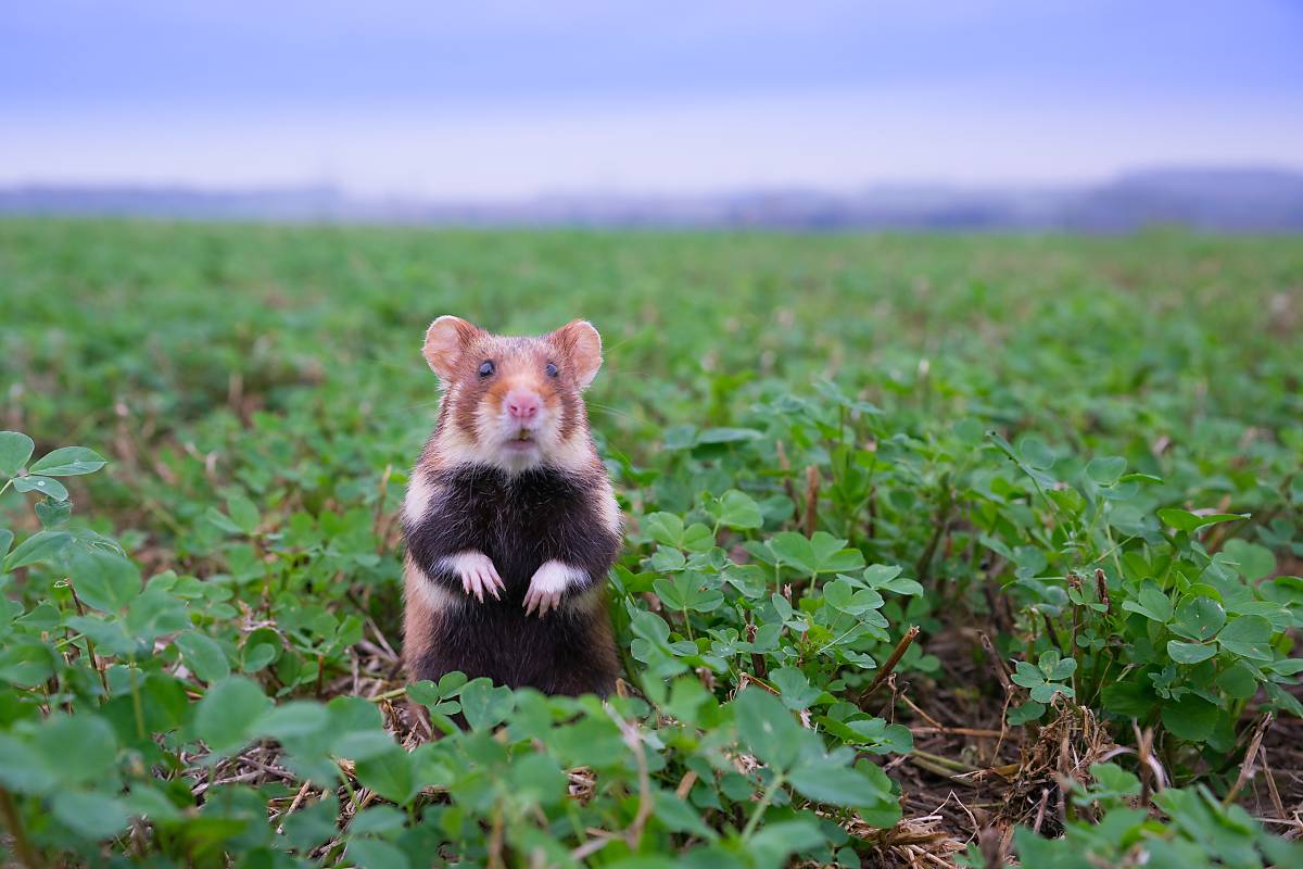 Feldhamster im Feld