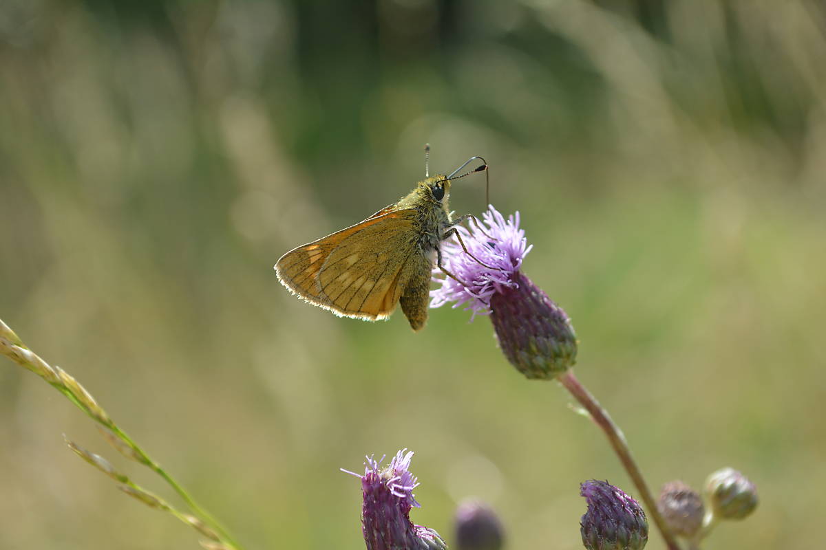 Rostfarbiger Dickkopffalter