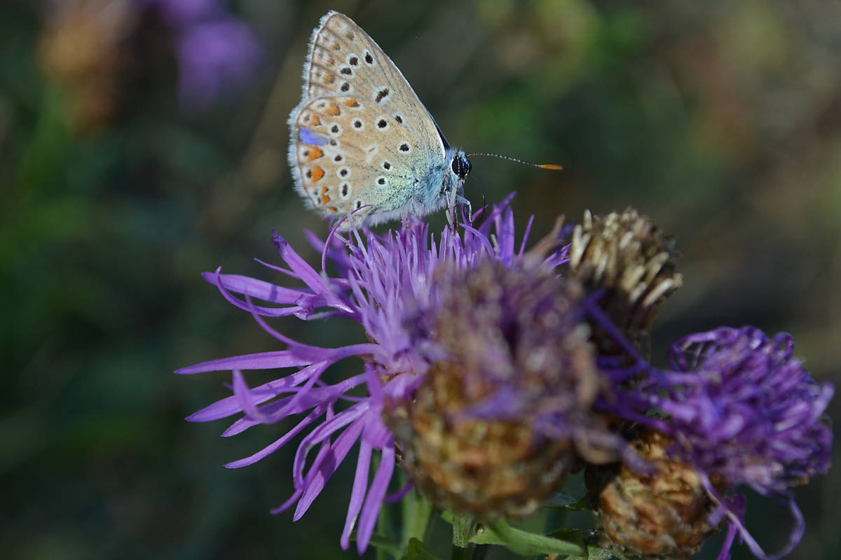 Hauhechel-Bläuling auf Pflanze