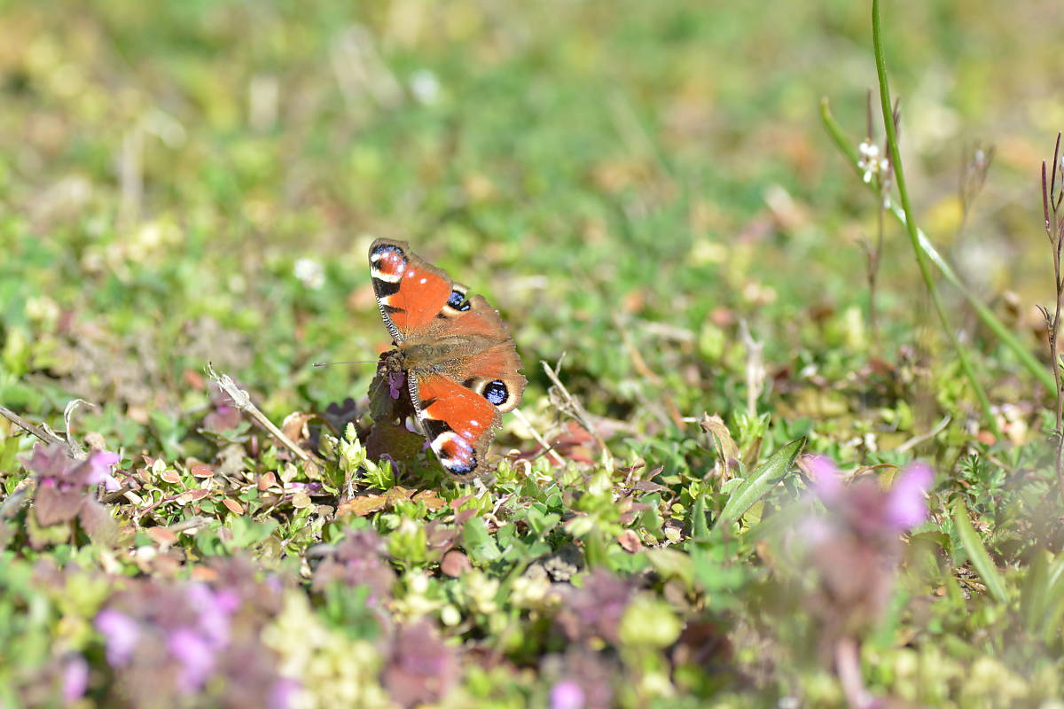 Tagpfauenauge auf einer Wiese