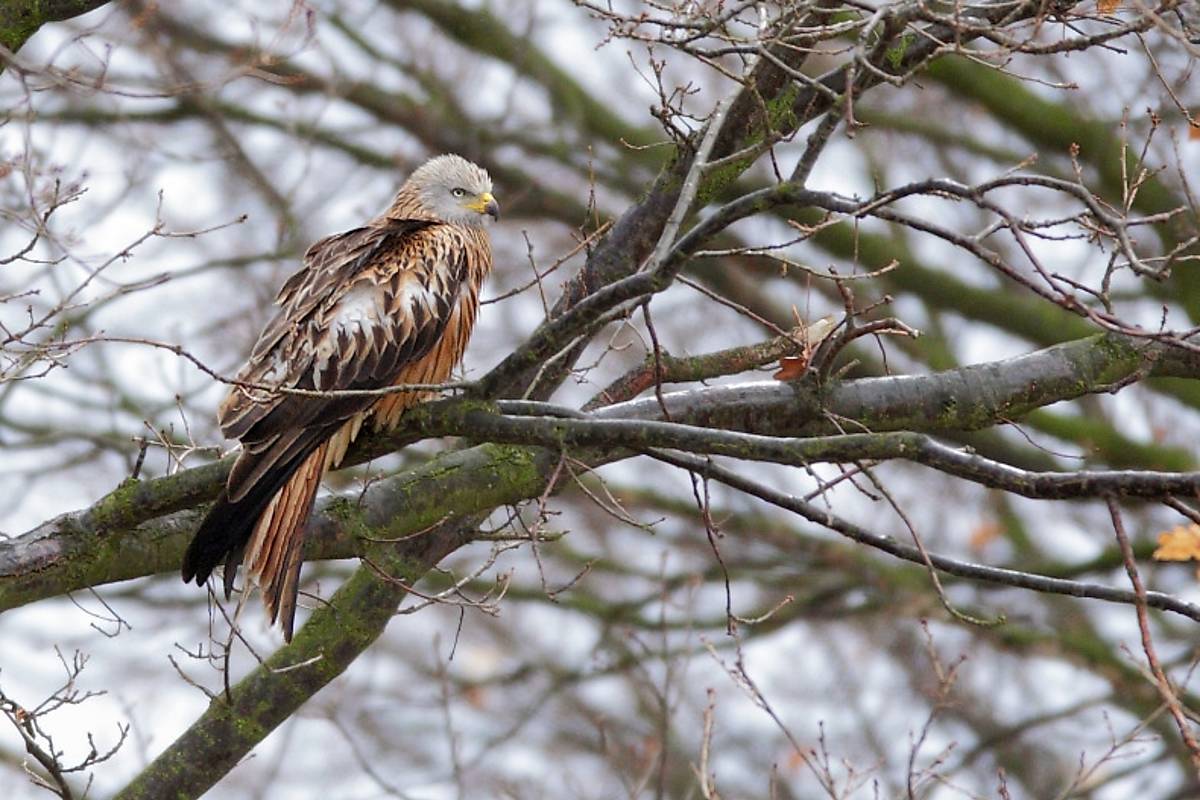 Rotmilan sitzt auf einem Baum