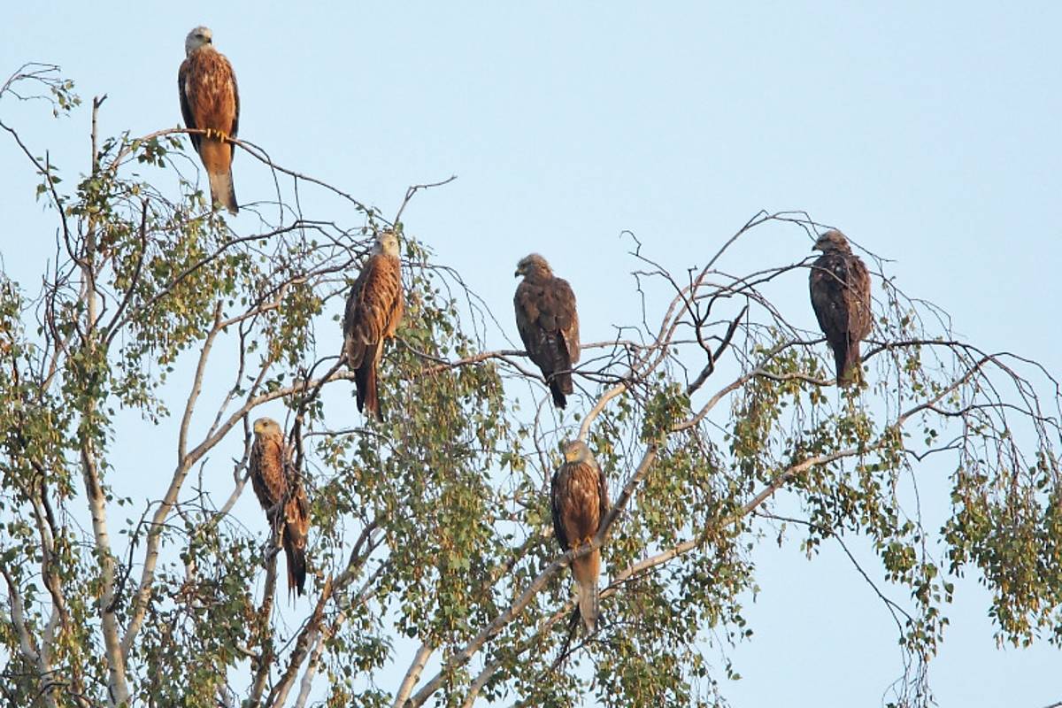 Rotmilane auf einem Baum
