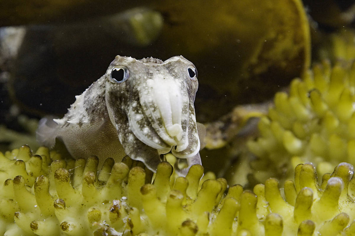 EWFA / Sepia: Die Odyssee eines Tintenfischs Ein Film von Romain Guénard und Matthieu Le Mau