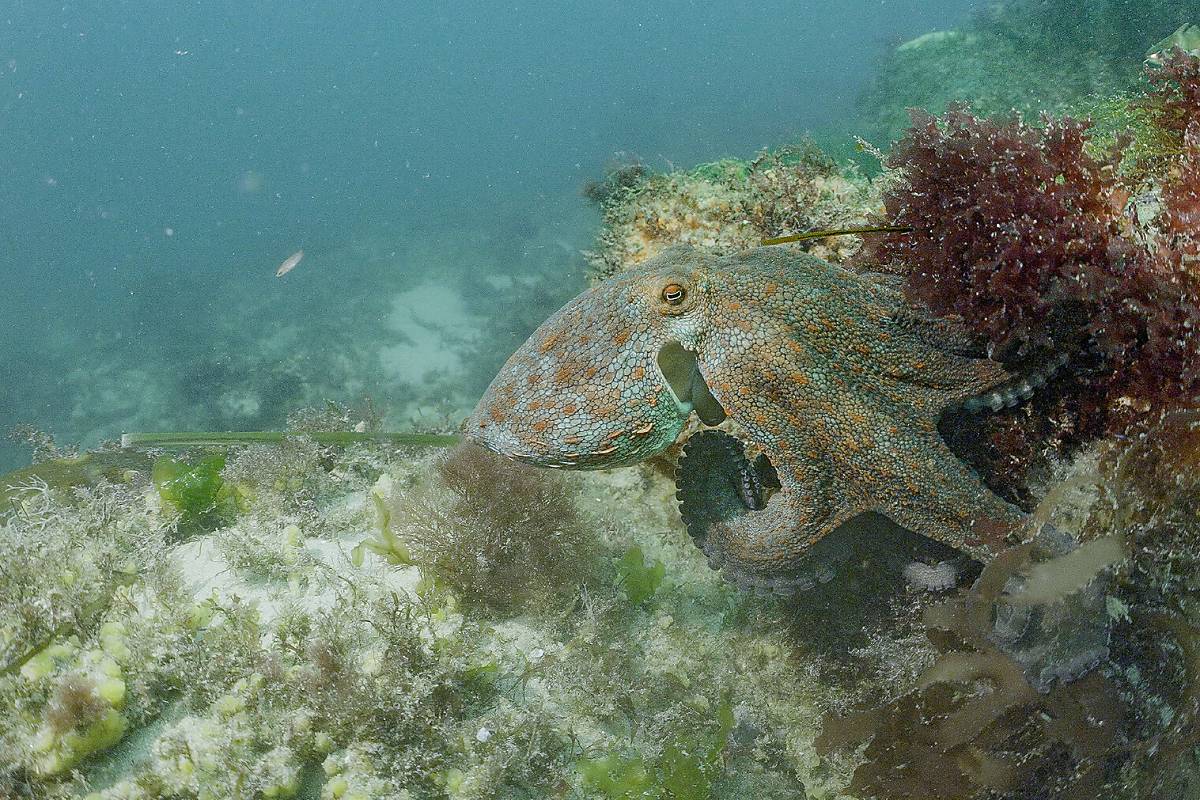 Nominiert für die EWFA 2026. Sepia: Die Odyssee eines Tintenfischs Ein Film von Romain Guénard und Matthieu Le Mau