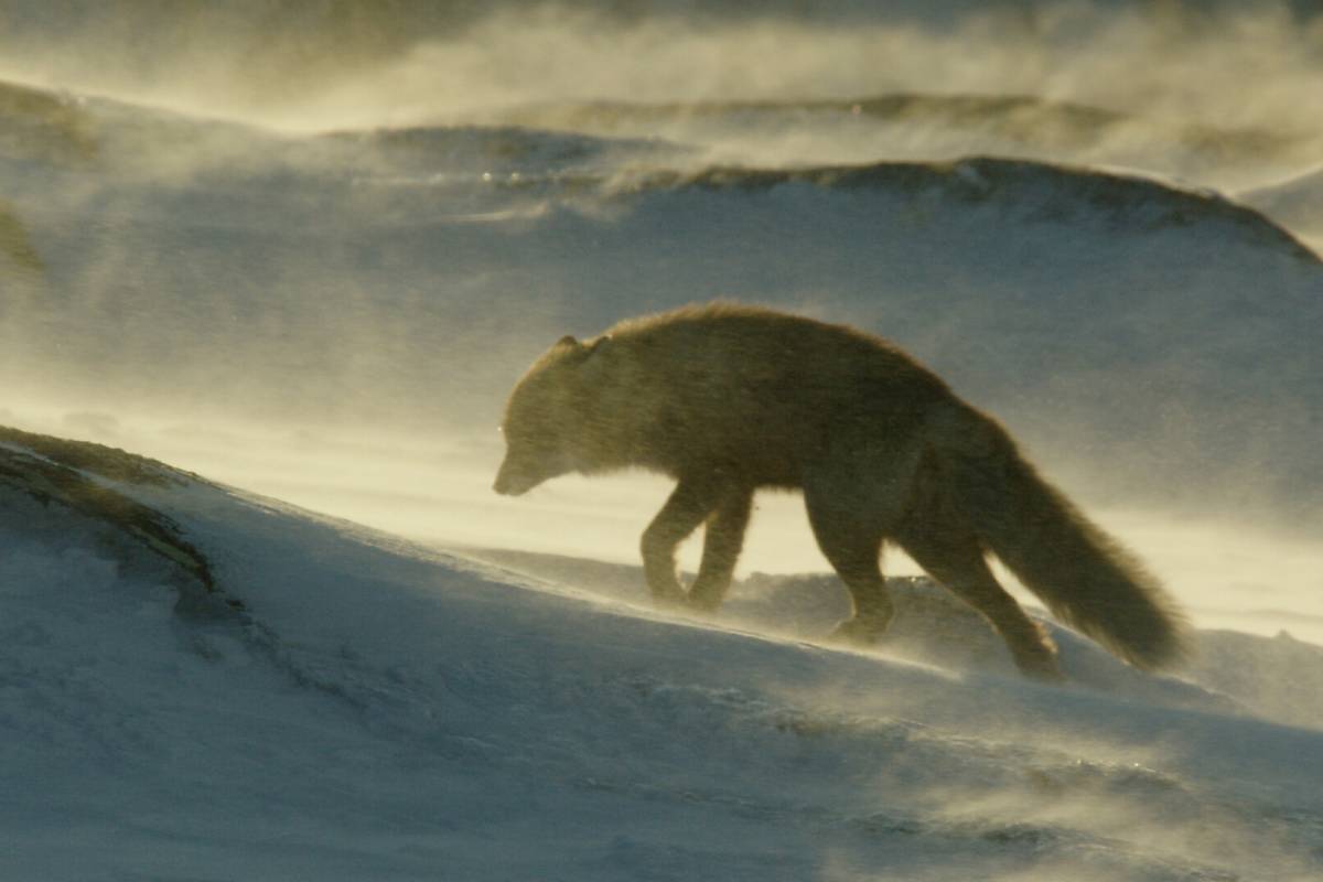 EWFA / Schweden – Ruf der Wildnis, ein Film von Zoltán Török