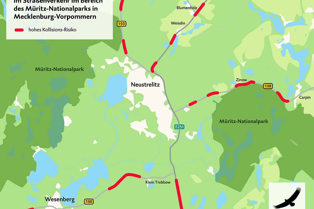 Unfallrisiko für Wildkatzen im Straßenverkehr im Bereich des Müritz-Nationalparks