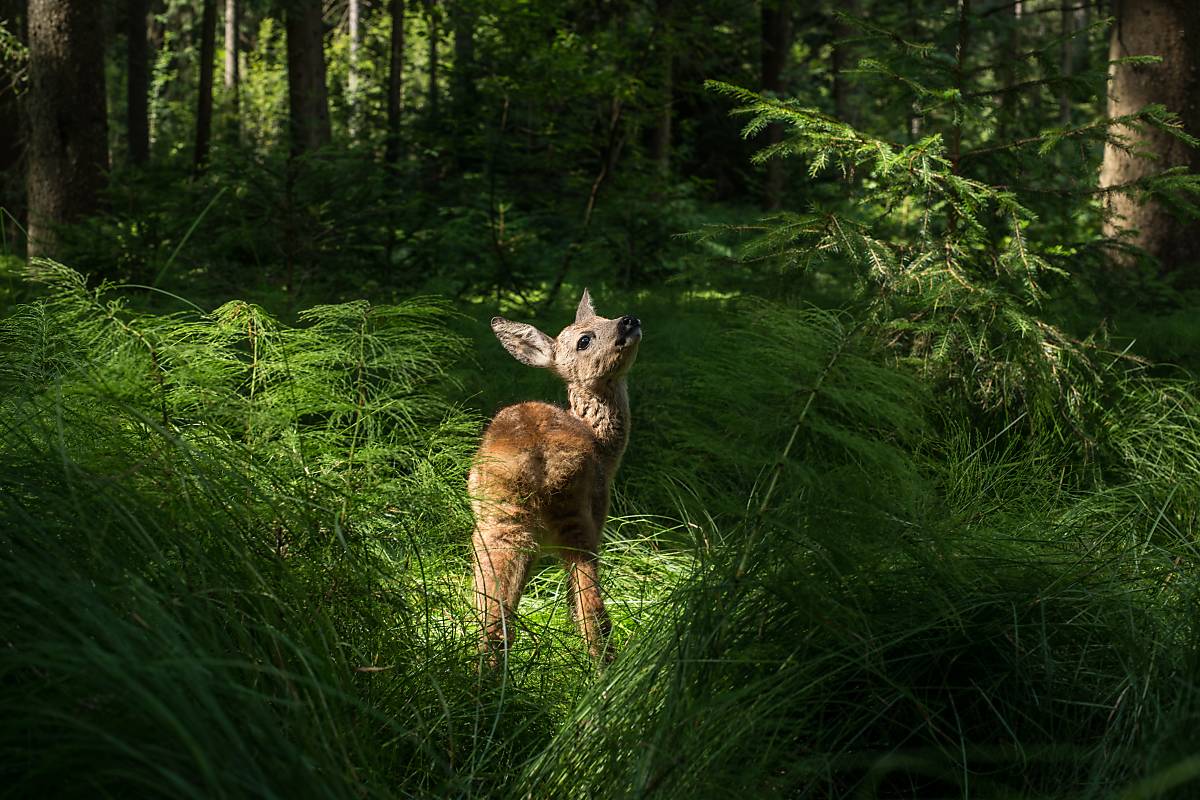 Bambi im Märchenwald