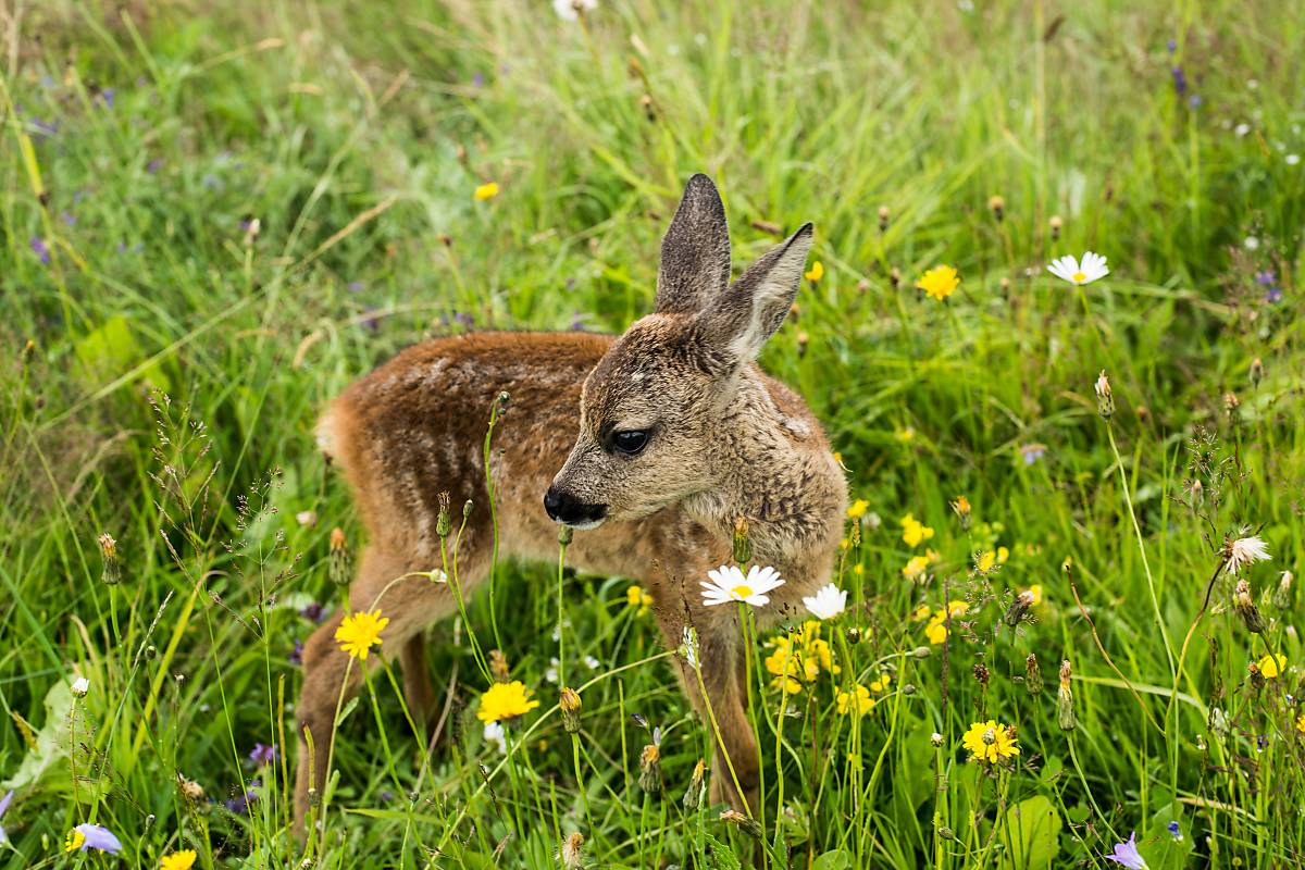 Bambi in Blumenwiese