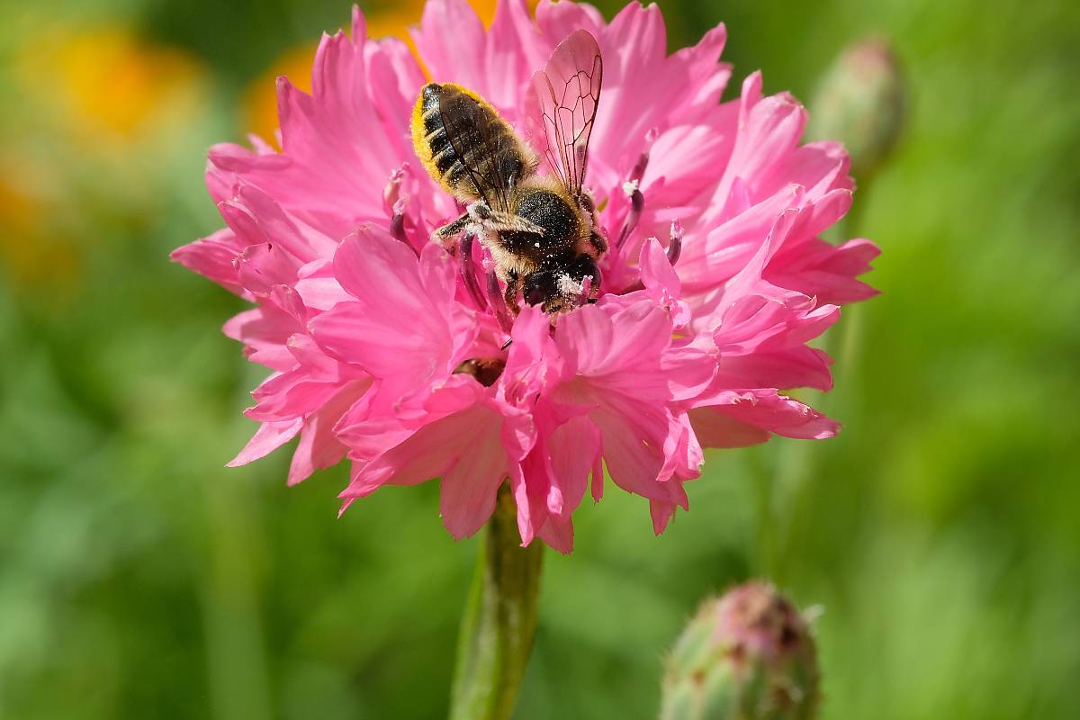 Wildbiene auf einer Blüte