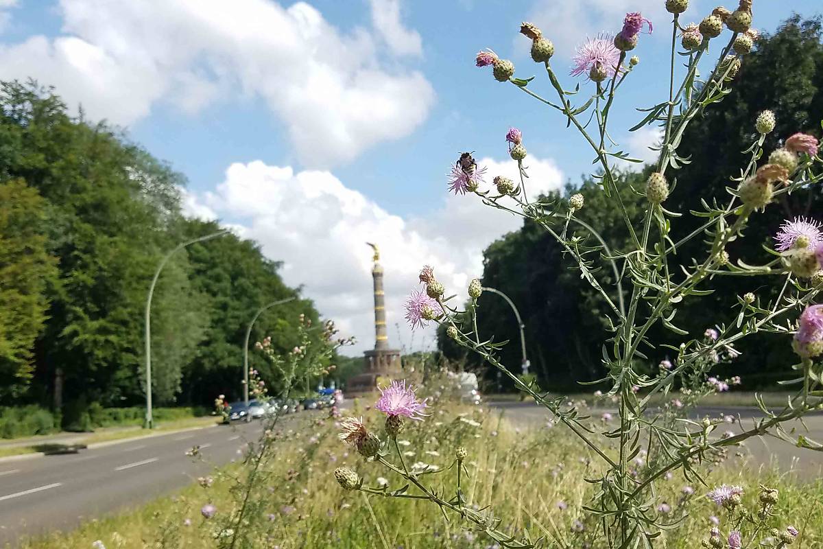 berliner-flache_altonaer-strasse-2021_anja-proske
