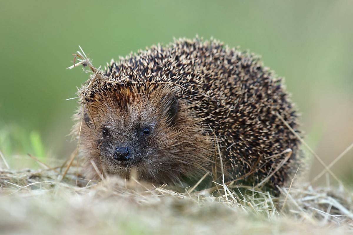Igel im Gras