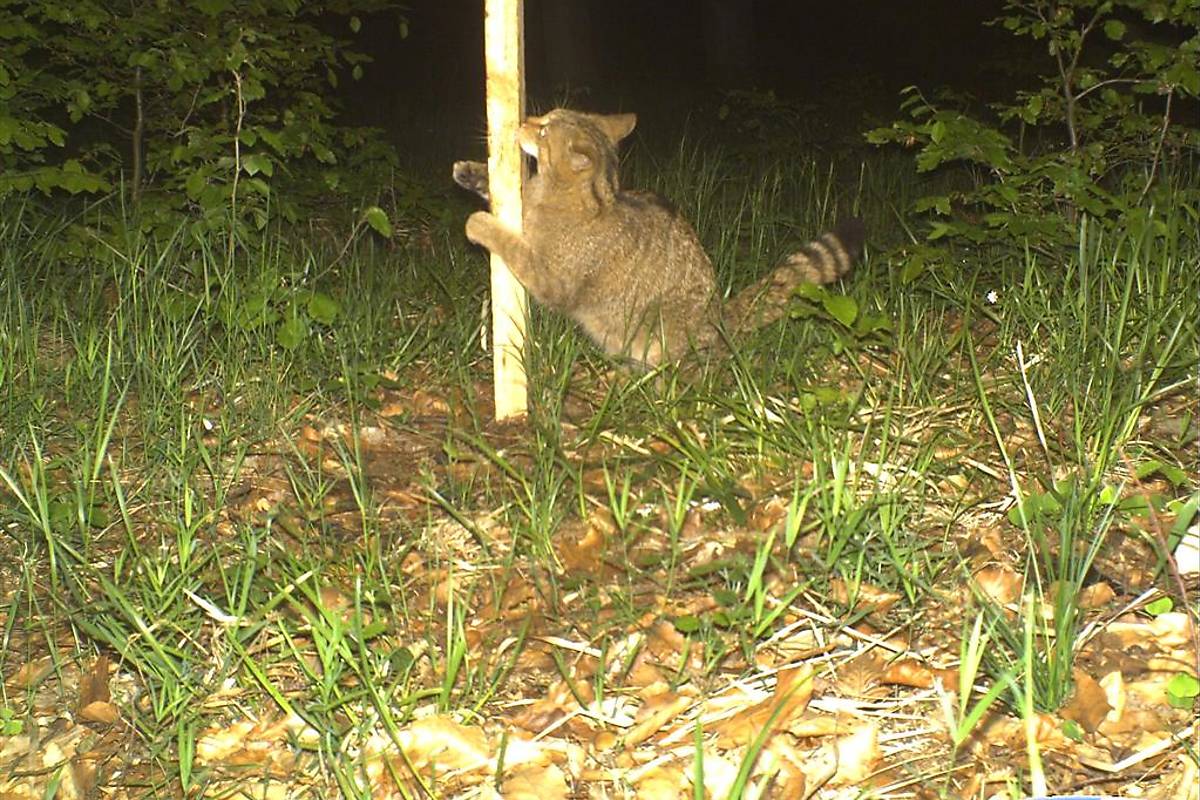 Wildkatze an Lockstock