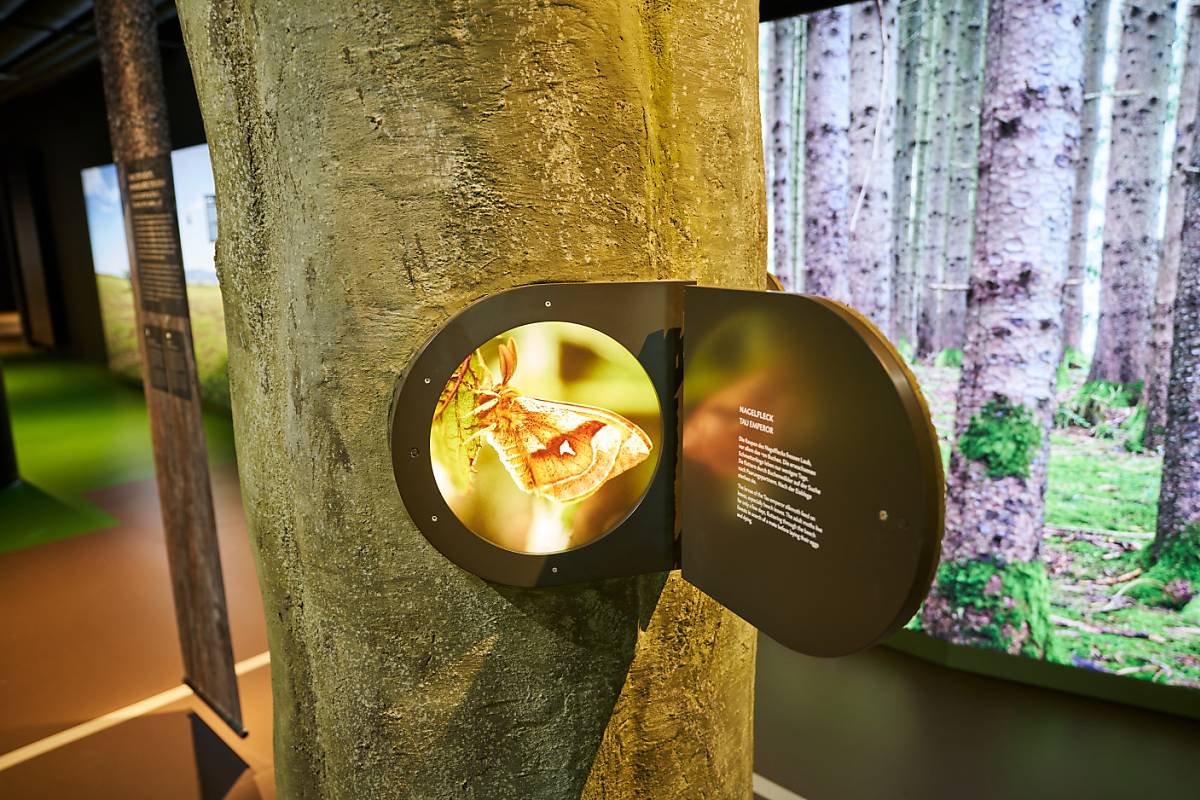Natur enrdecken: Welche Waldbewohner leben in oder auf einem Baum?