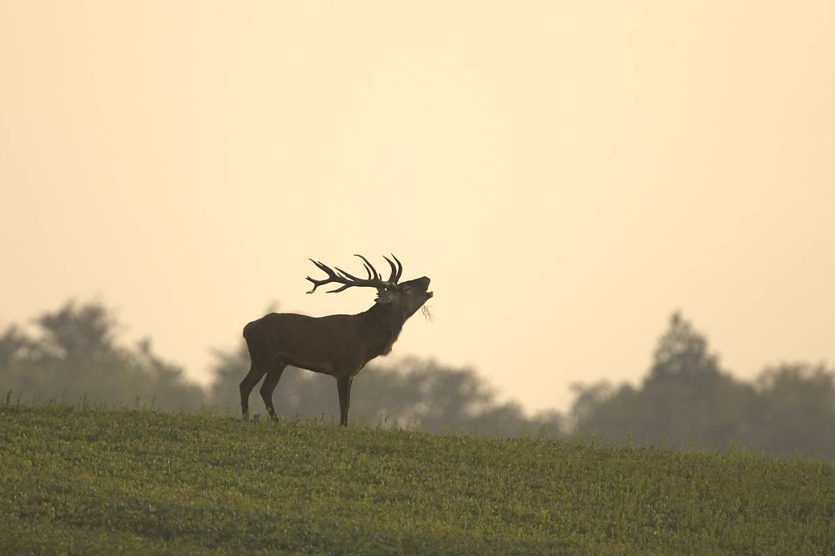 Rothirsch (Cervus elaphus)