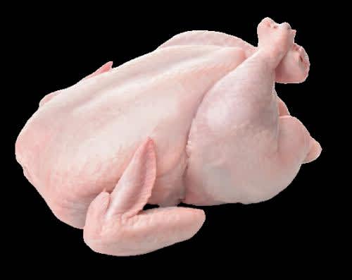 Baby Chicken