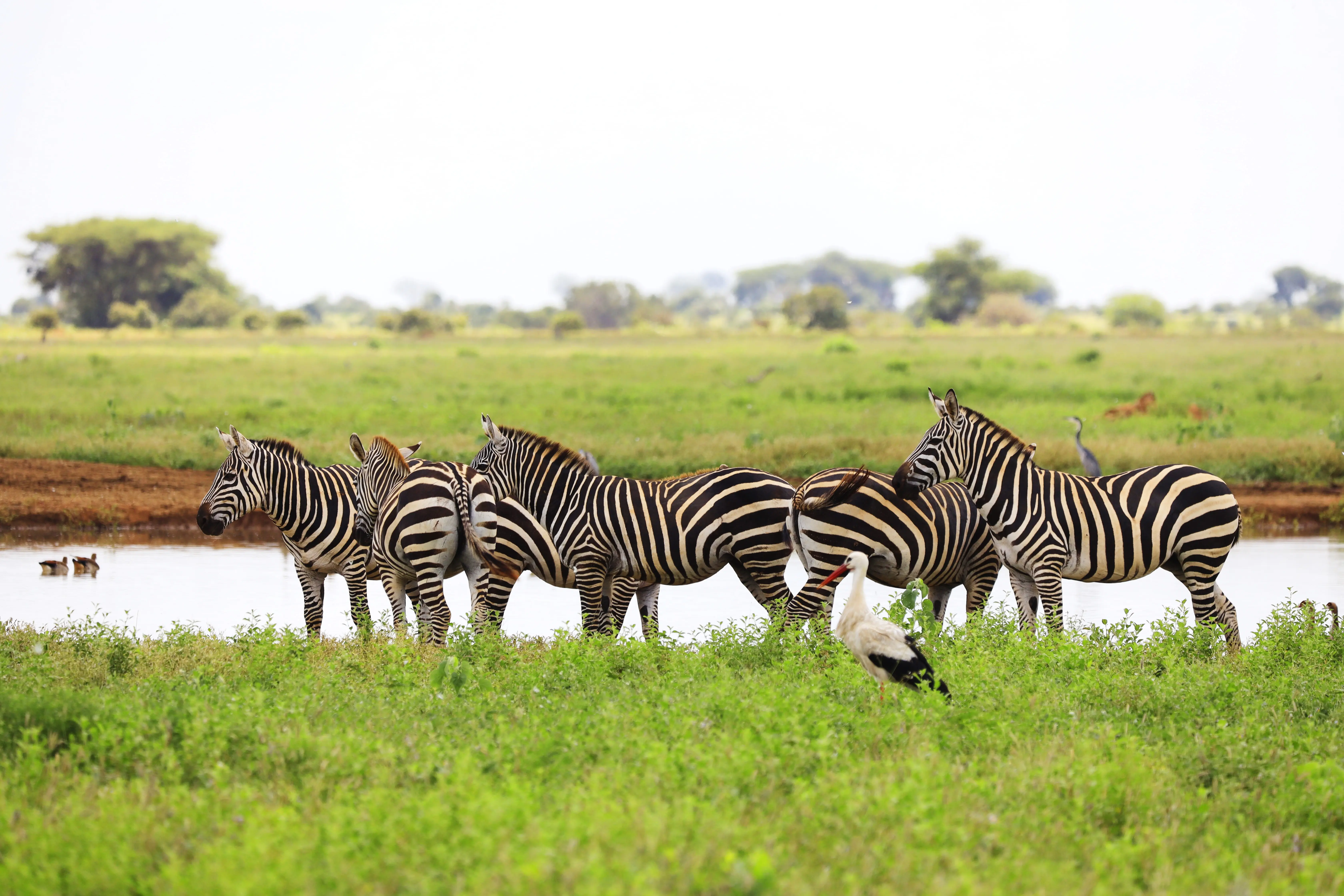 zebras in East African savanna safari, wildlife photography in Kenya