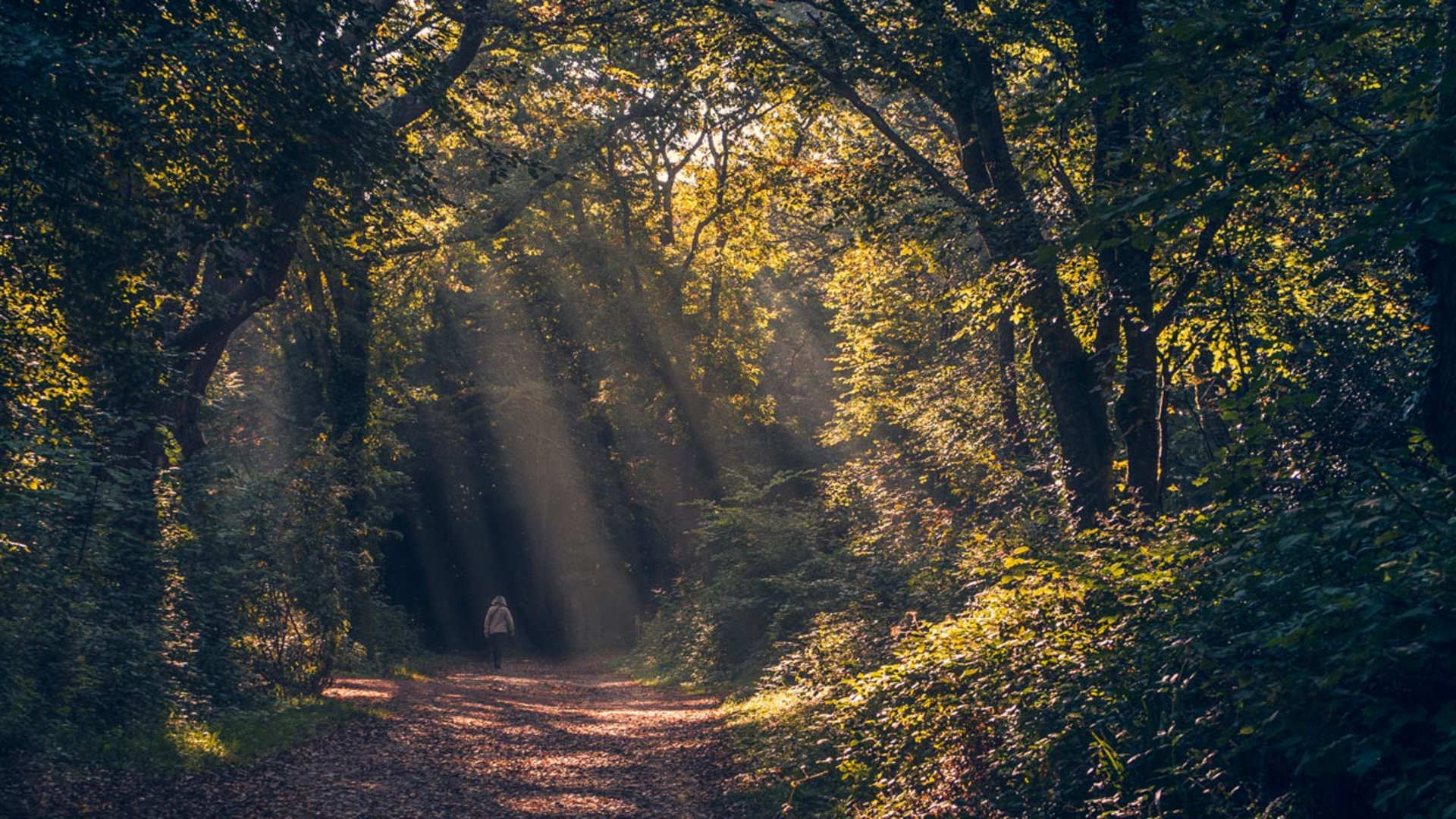 Classic Cottages Brand / UX / UI / Website  Case Study