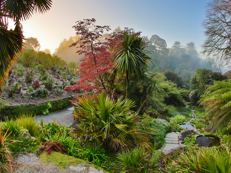 Trebah Garden photograph of their tropical gardens