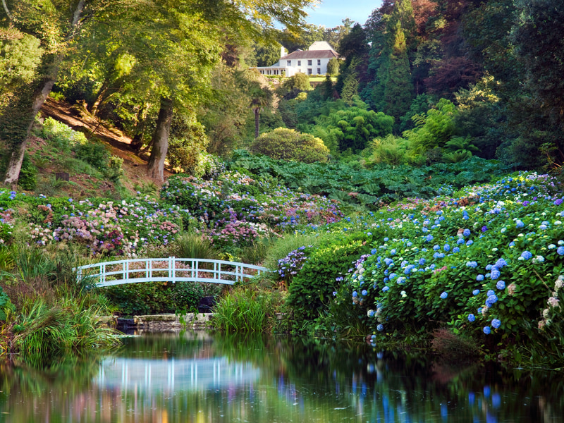 Photograph of the Mallard pond at Trebah Garden