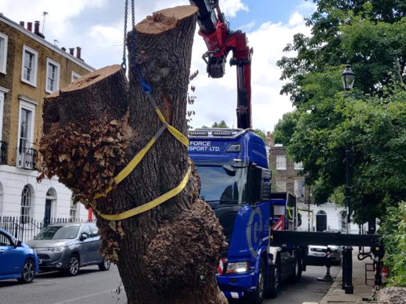 Elm removal Gibson Sq Islington