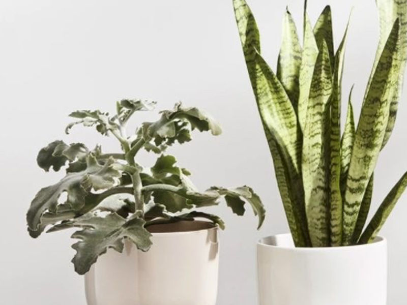 Cloudberry Living Iittala Nappula Plant Pot