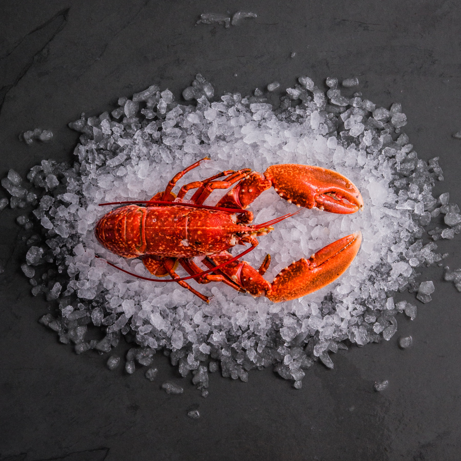 whole cornish fresh lobster