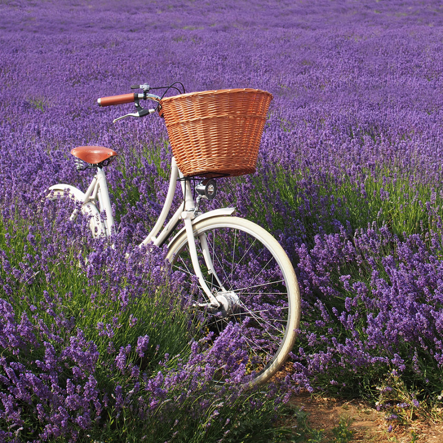 Britainia bike in Lavender