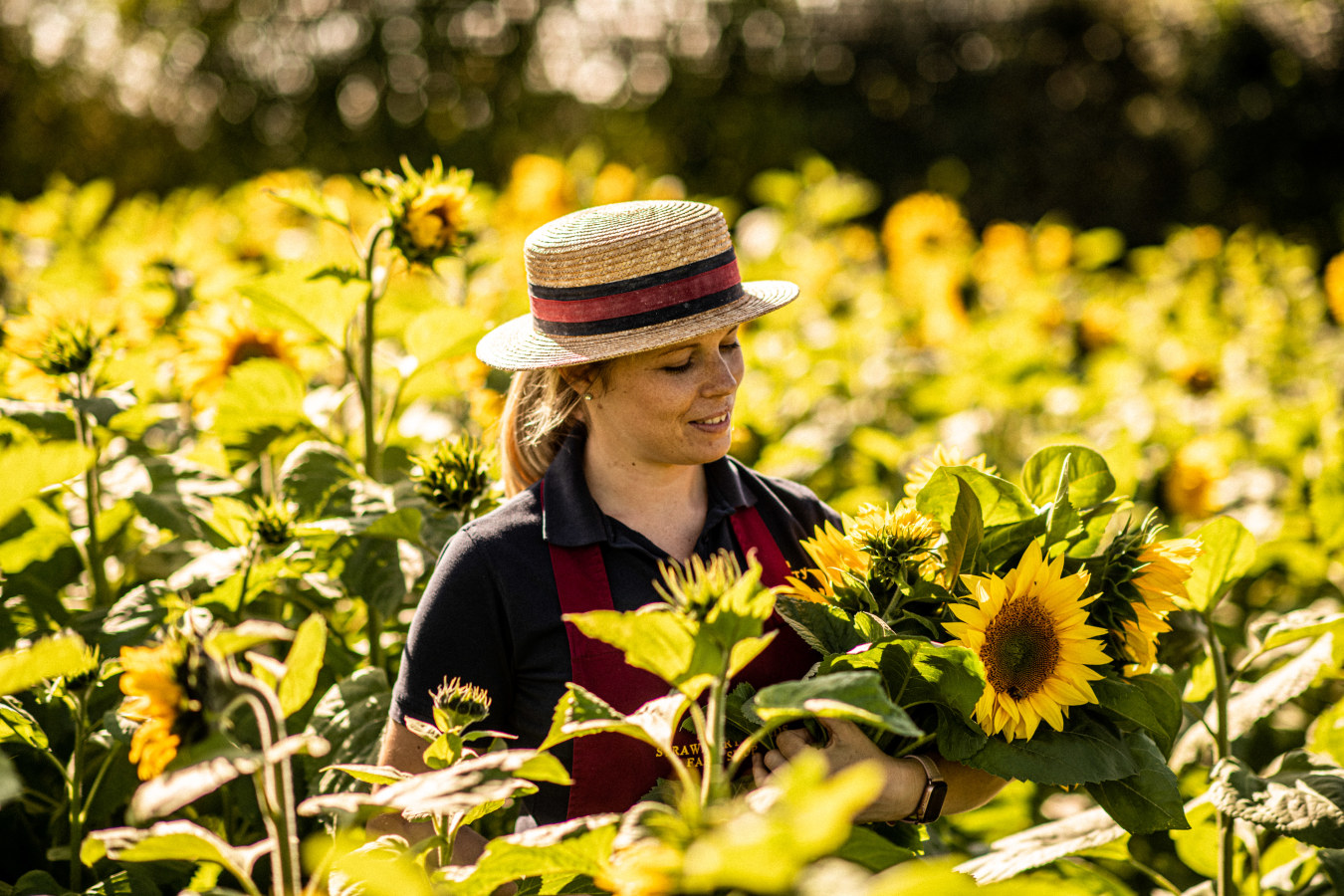 Woman picking Sunflowers in field