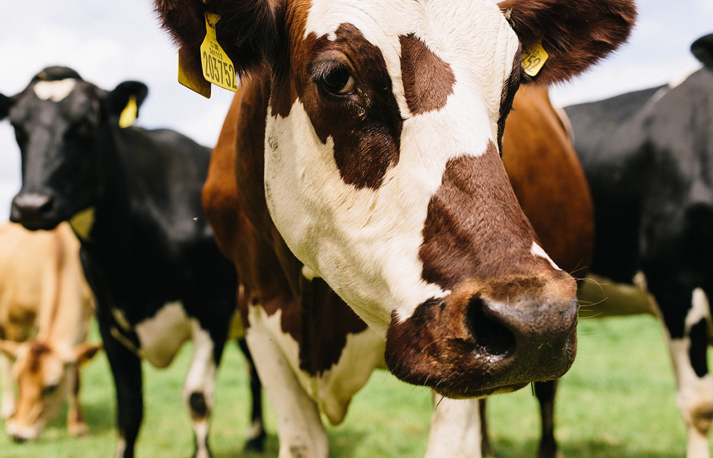 quickes cornish cows in farm