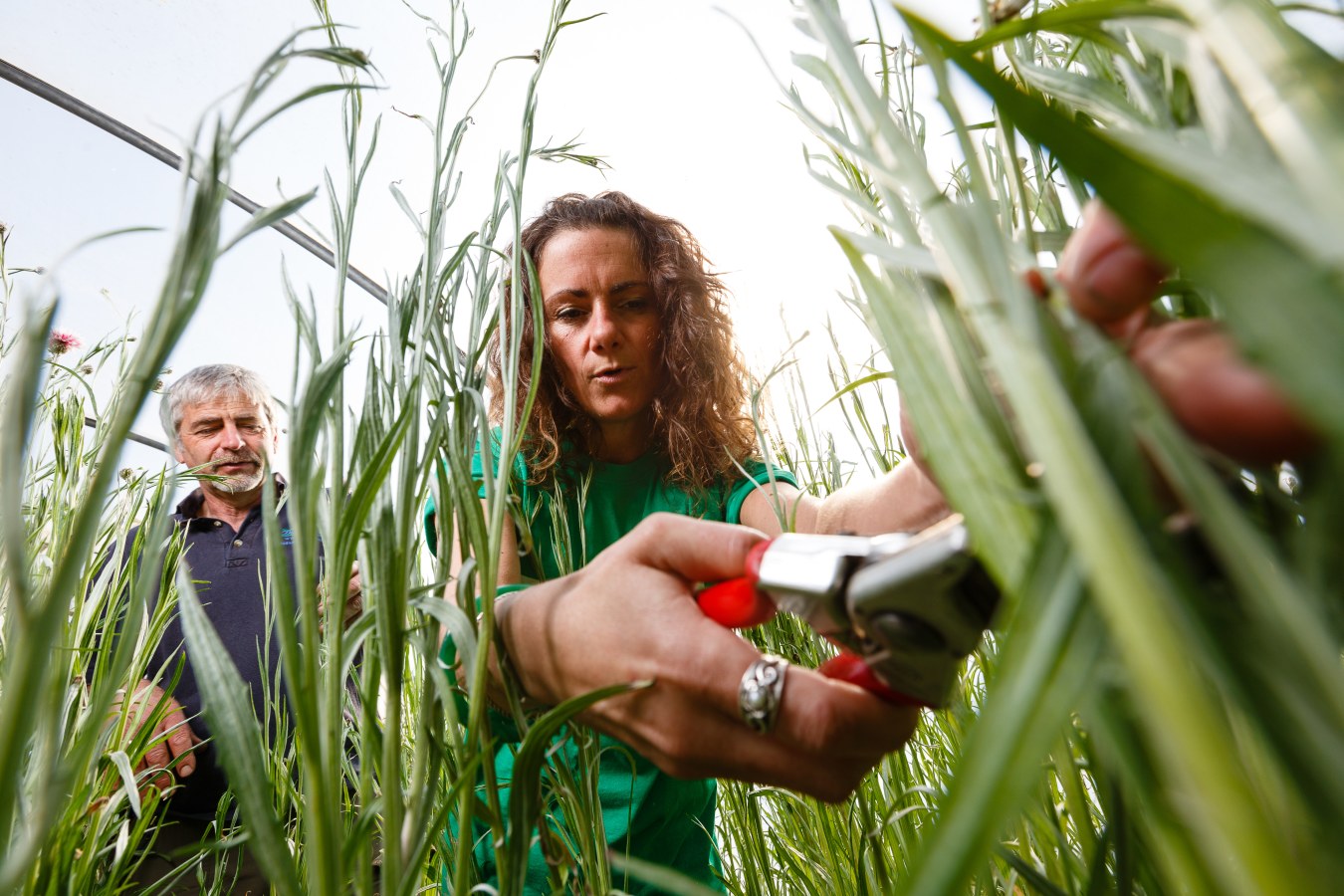 Higher Newham horticulture imageof Linda Bouldstridge cutting crops